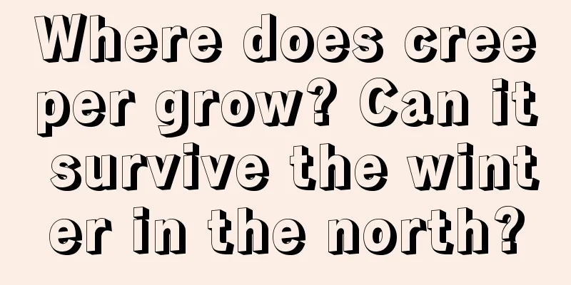 Where does creeper grow? Can it survive the winter in the north?