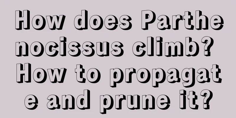 How does Parthenocissus climb? How to propagate and prune it?