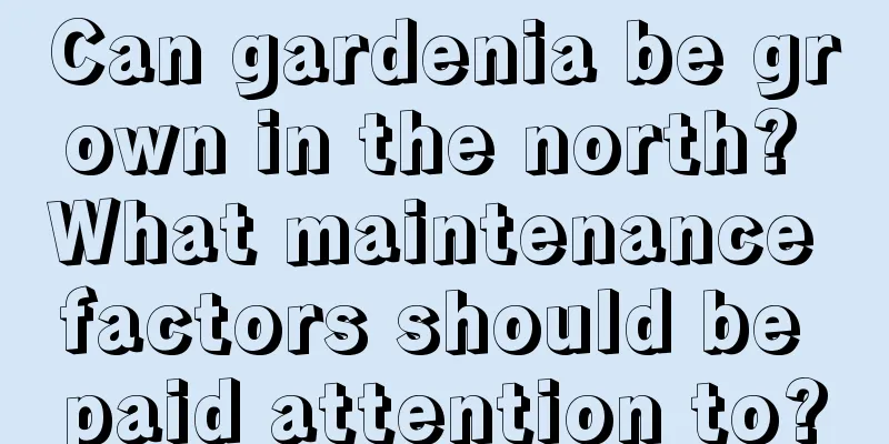 Can gardenia be grown in the north? What maintenance factors should be paid attention to?