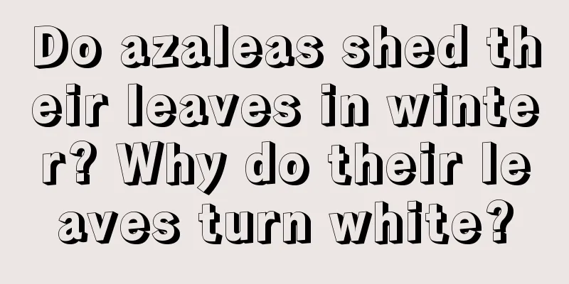 Do azaleas shed their leaves in winter? Why do their leaves turn white?