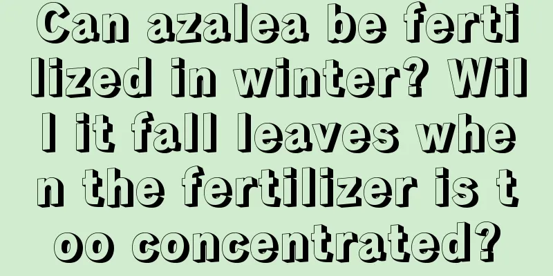 Can azalea be fertilized in winter? Will it fall leaves when the fertilizer is too concentrated?