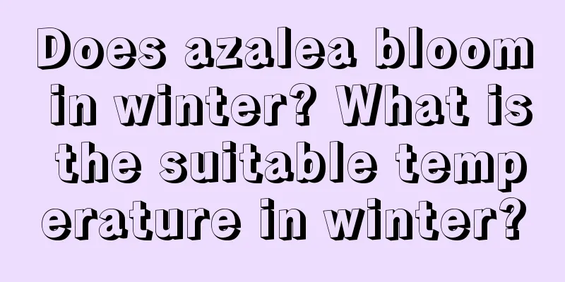 Does azalea bloom in winter? What is the suitable temperature in winter?