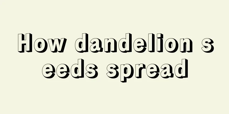 How dandelion seeds spread