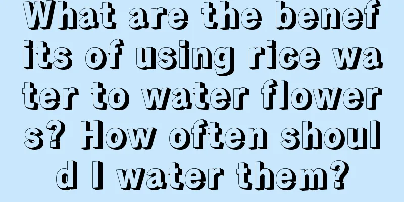 What are the benefits of using rice water to water flowers? How often should I water them?