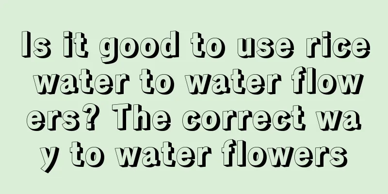 Is it good to use rice water to water flowers? The correct way to water flowers