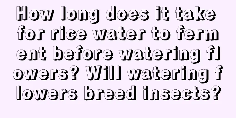 How long does it take for rice water to ferment before watering flowers? Will watering flowers breed insects?