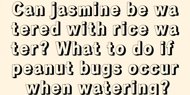 Can jasmine be watered with rice water? What to do if peanut bugs occur when watering?