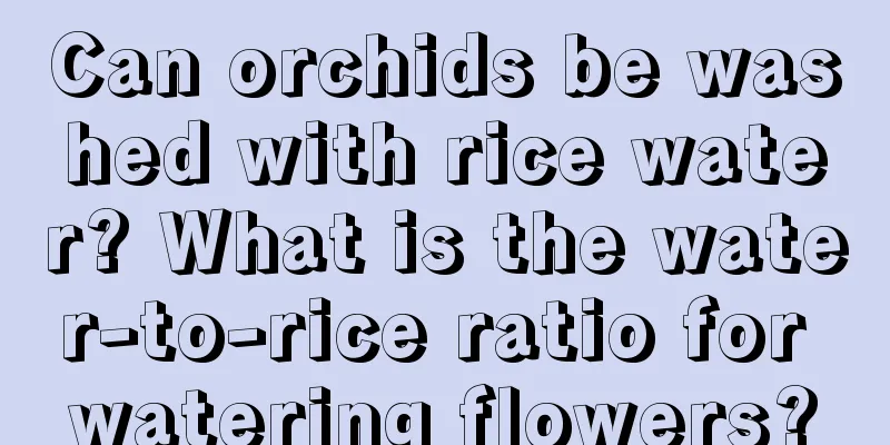 Can orchids be washed with rice water? What is the water-to-rice ratio for watering flowers?