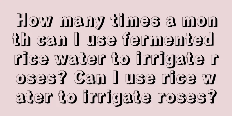 How many times a month can I use fermented rice water to irrigate roses? Can I use rice water to irrigate roses?