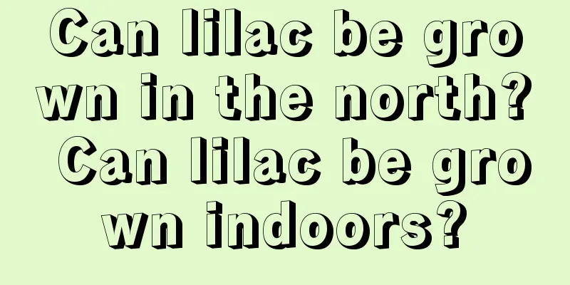 Can lilac be grown in the north? Can lilac be grown indoors?