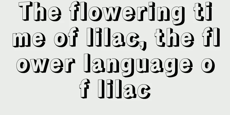 The flowering time of lilac, the flower language of lilac