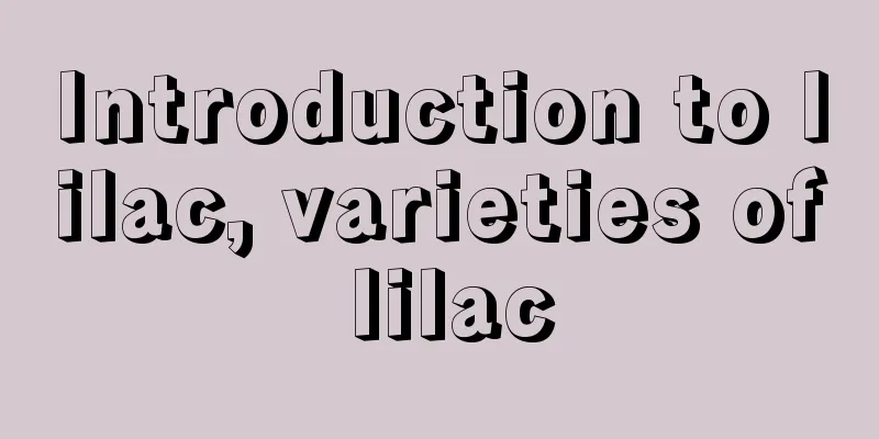 Introduction to lilac, varieties of lilac