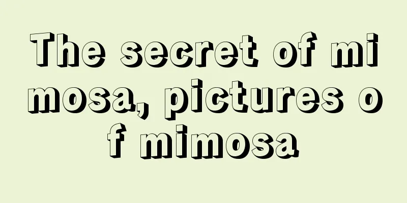 The secret of mimosa, pictures of mimosa