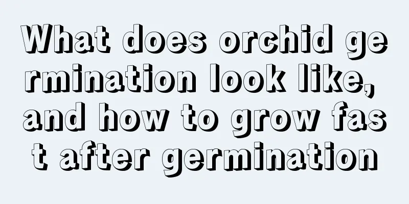 What does orchid germination look like, and how to grow fast after germination