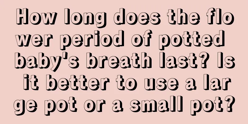 How long does the flower period of potted baby's breath last? Is it better to use a large pot or a small pot?