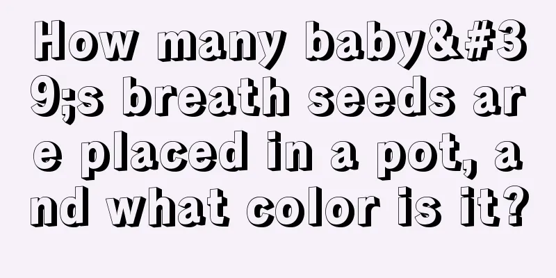 How many baby's breath seeds are placed in a pot, and what color is it?