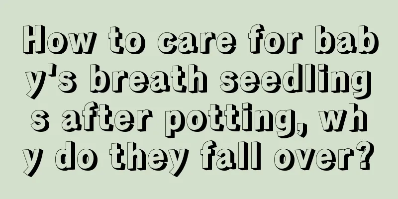 How to care for baby's breath seedlings after potting, why do they fall over?