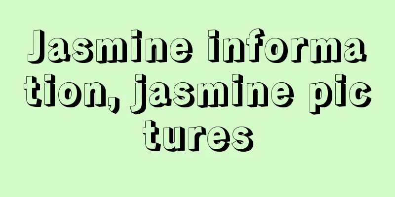 Jasmine information, jasmine pictures