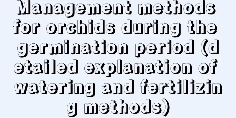 Management methods for orchids during the germination period (detailed explanation of watering and fertilizing methods)