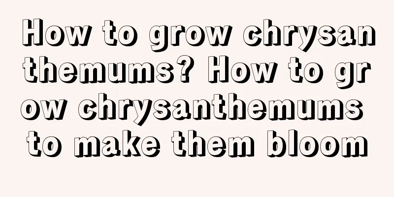 How to grow chrysanthemums? How to grow chrysanthemums to make them bloom