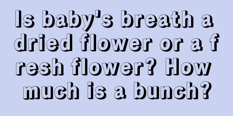 Is baby's breath a dried flower or a fresh flower? How much is a bunch?