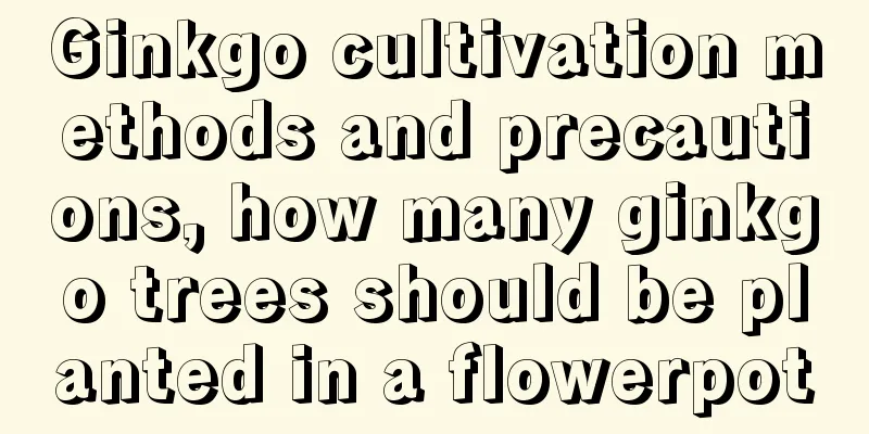 Ginkgo cultivation methods and precautions, how many ginkgo trees should be planted in a flowerpot