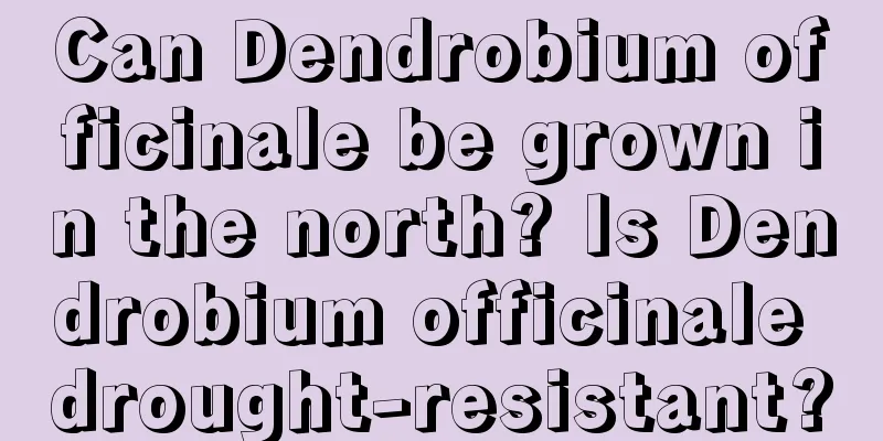 Can Dendrobium officinale be grown in the north? Is Dendrobium officinale drought-resistant?