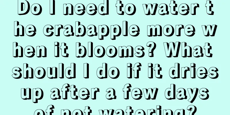 Do I need to water the crabapple more when it blooms? What should I do if it dries up after a few days of not watering?