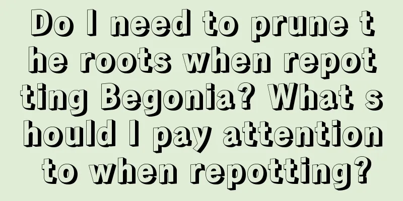 Do I need to prune the roots when repotting Begonia? What should I pay attention to when repotting?