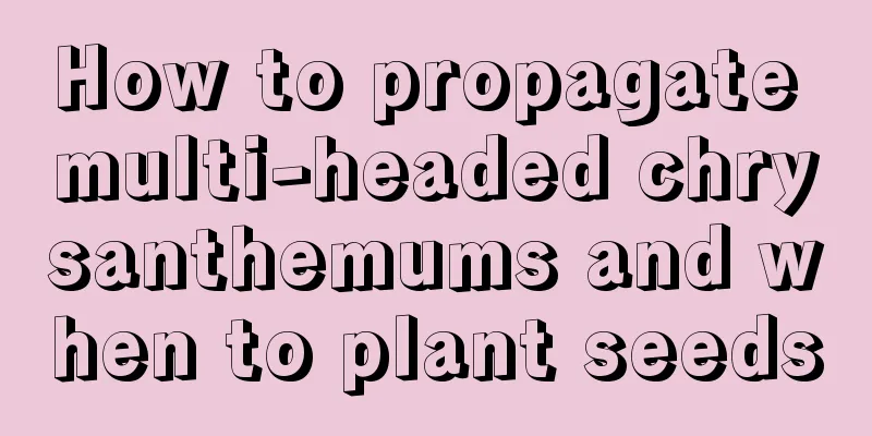 How to propagate multi-headed chrysanthemums and when to plant seeds