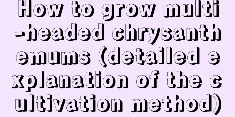 How to grow multi-headed chrysanthemums (detailed explanation of the cultivation method)