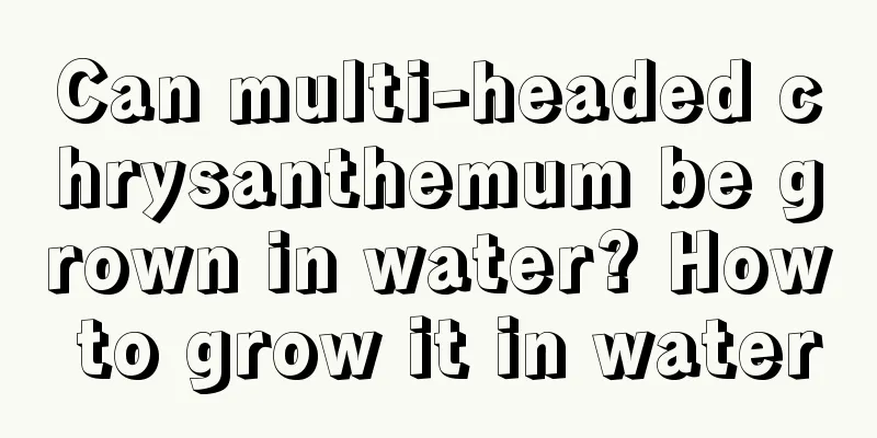 Can multi-headed chrysanthemum be grown in water? How to grow it in water