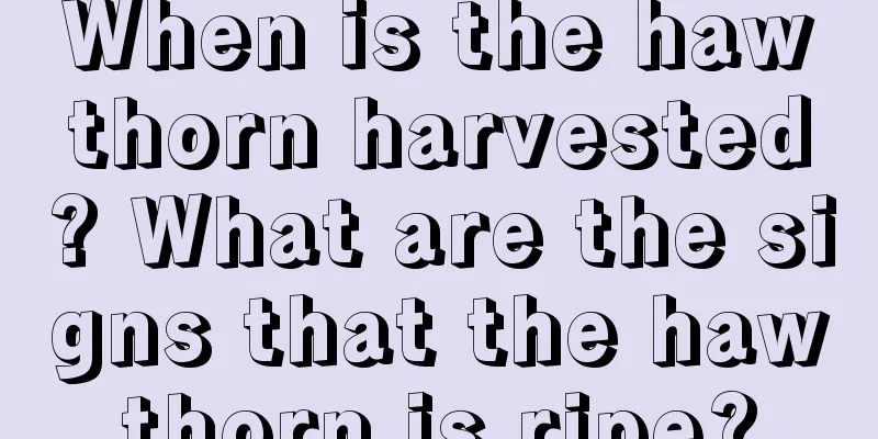 When is the hawthorn harvested? What are the signs that the hawthorn is ripe?