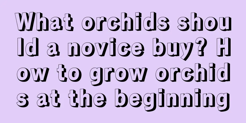 What orchids should a novice buy? How to grow orchids at the beginning