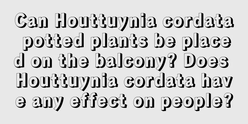 Can Houttuynia cordata potted plants be placed on the balcony? Does Houttuynia cordata have any effect on people?