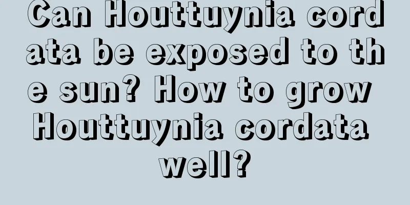 Can Houttuynia cordata be exposed to the sun? How to grow Houttuynia cordata well?