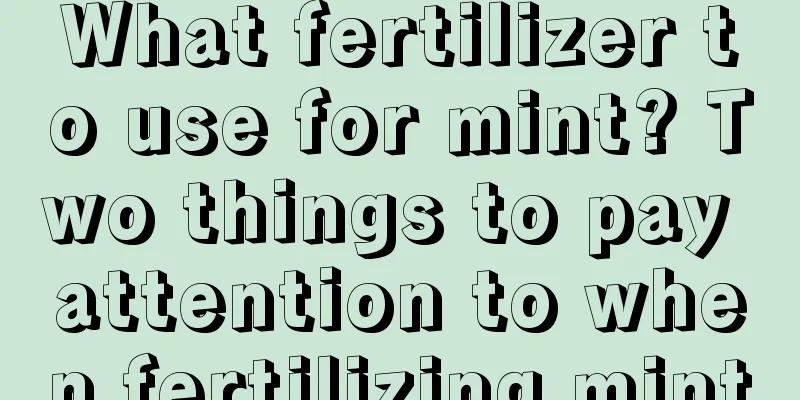 What fertilizer to use for mint? Two things to pay attention to when fertilizing mint