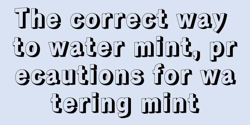 The correct way to water mint, precautions for watering mint