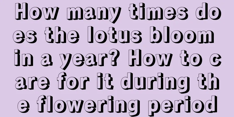 How many times does the lotus bloom in a year? How to care for it during the flowering period