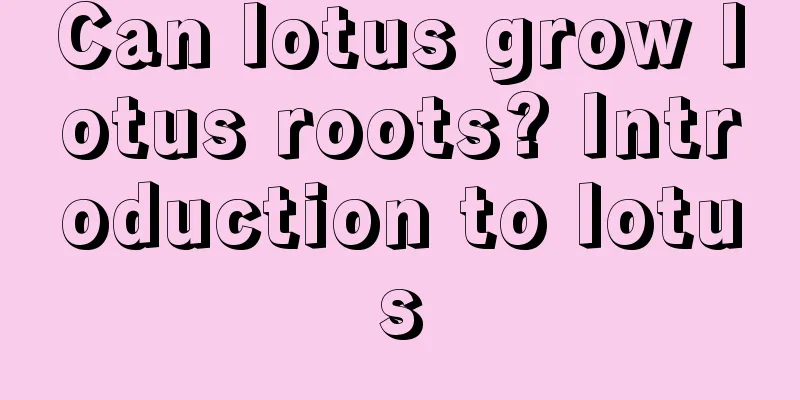 Can lotus grow lotus roots? Introduction to lotus