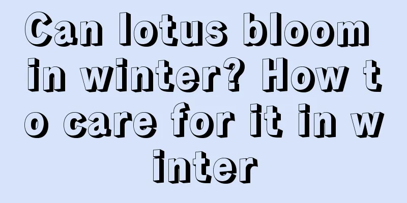 Can lotus bloom in winter? How to care for it in winter