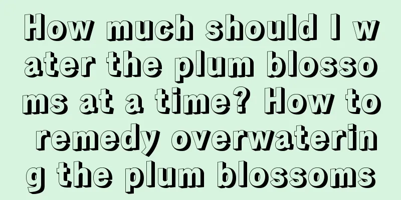 How much should I water the plum blossoms at a time? How to remedy overwatering the plum blossoms