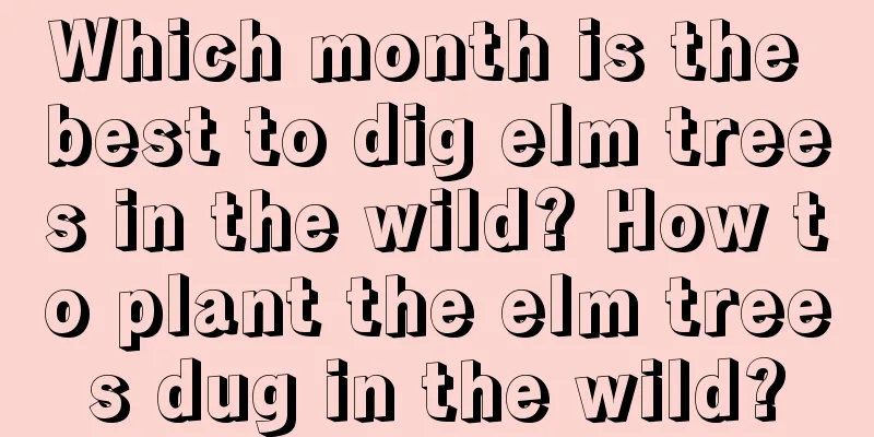 Which month is the best to dig elm trees in the wild? How to plant the elm trees dug in the wild?