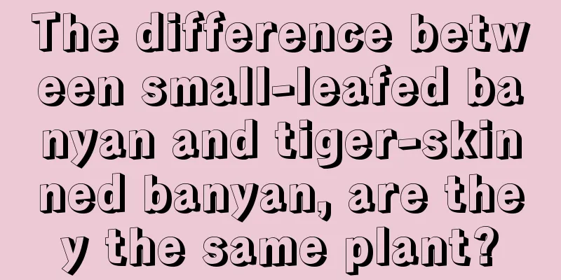 The difference between small-leafed banyan and tiger-skinned banyan, are they the same plant?