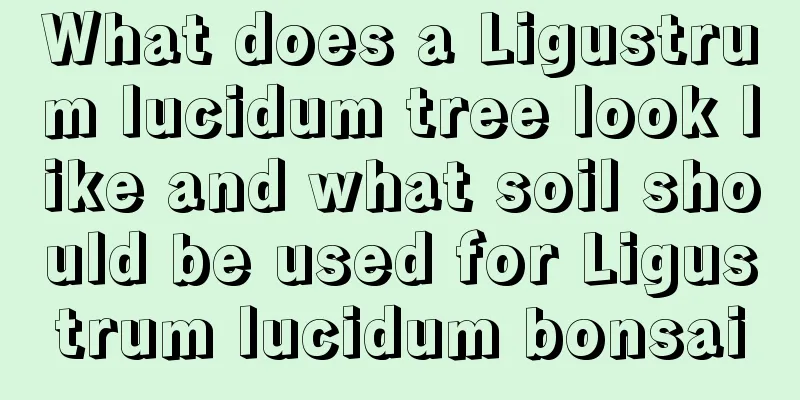 What does a Ligustrum lucidum tree look like and what soil should be used for Ligustrum lucidum bonsai