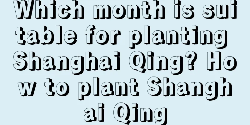 Which month is suitable for planting Shanghai Qing? How to plant Shanghai Qing