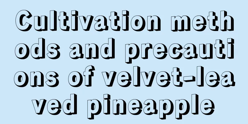 Cultivation methods and precautions of velvet-leaved pineapple