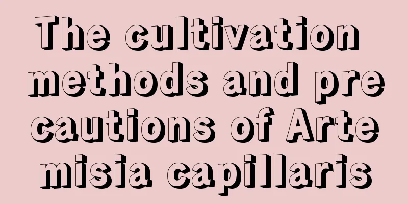 The cultivation methods and precautions of Artemisia capillaris