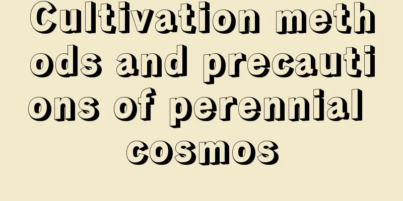 Cultivation methods and precautions of perennial cosmos