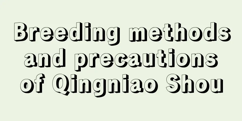 Breeding methods and precautions of Qingniao Shou